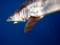 Blue & Mako Shark Dive